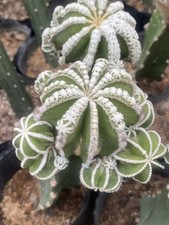 Pianta di cactus succulenta