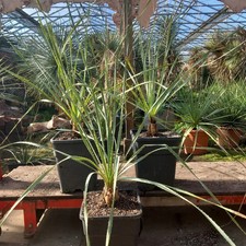 Dasylirion wheeleri, totale