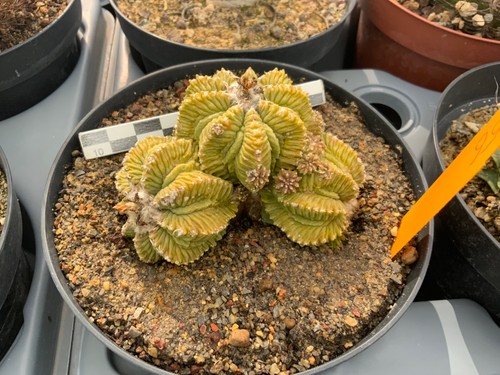 056 aztekium ritteri - aztekium, low