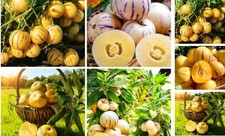 Pepino melon seeds for - pepino,
