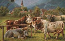 Pascolo tori mucche natura