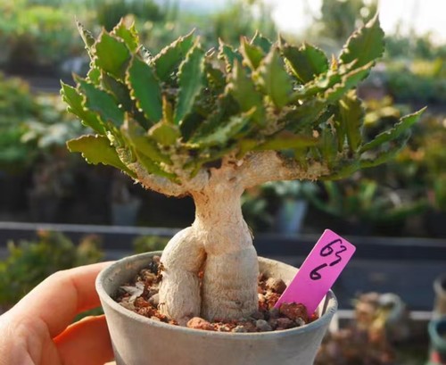 Rara pianta euphorbia - rara,