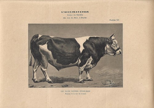 Stampa antica toro - antica,