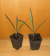 2 x pianta ibrida FILIBUSTA