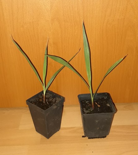 Pianta ibrida filibusta - x,