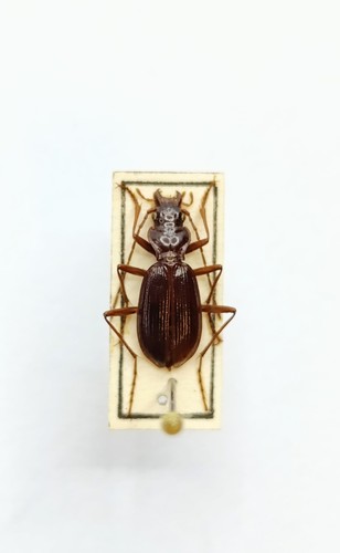 Entomology taxidermy - entomology,