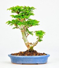 Bonsai acero testa leone - di, di