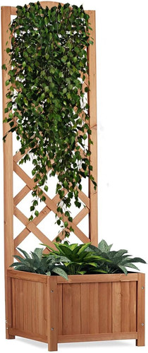 Nymphea fioriera giardino - nymphea,