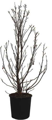 Magnolia stellata - magnolia,