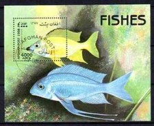 Pesci Afghanistan (22) Blocco