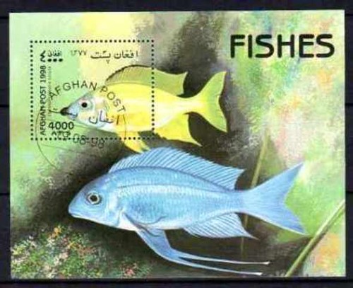 Pesci afghanistan blocco - (22),