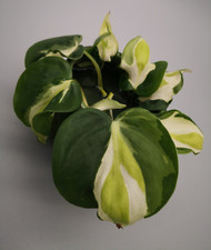 Philodendron Cream Splash
