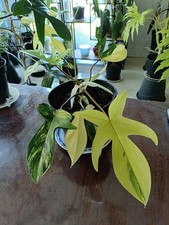 Philodendron Florida Beauty