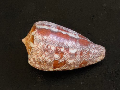 Conchiglia shell conus - shell, abbas