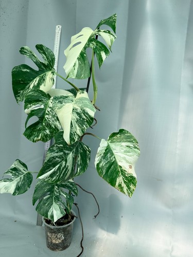 Monstera deliciosa albo - deliciosa,