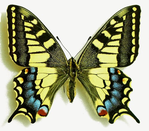 Papilio machaon - papilio,