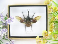 Thai figthing Beetle - veri