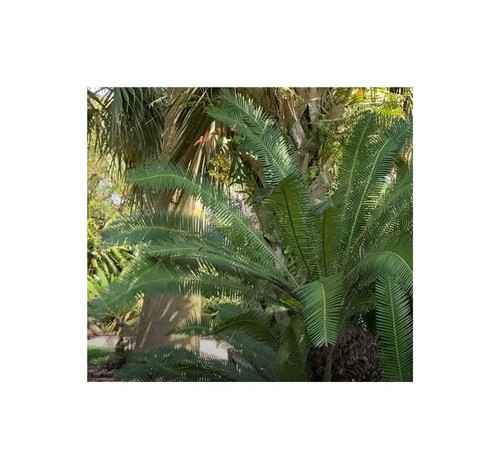 Dioon nobile felce palma - di,