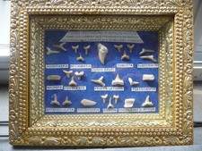 Raccolta di 27 denti di squalo