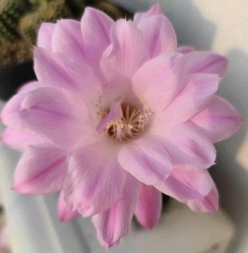 Cactus echinopsis al20 e05 - echinopsis, al20-e05-03