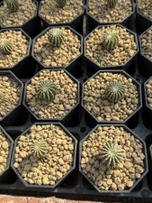 Pianta di cactus succulenta