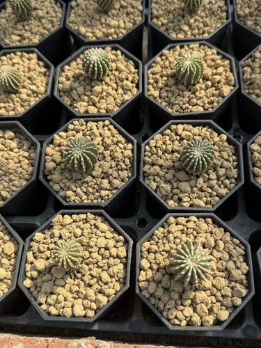 Pianta cactus succulenta - cactus,