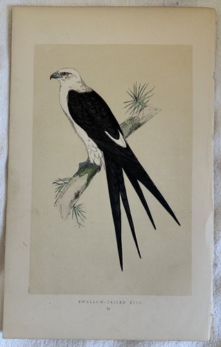 Swallow tailed kite nibbio - kite,
