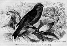 Canarino selvatico canarino