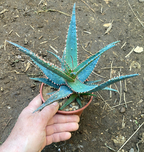 Aloe kelly blue pianta - 'kelly,