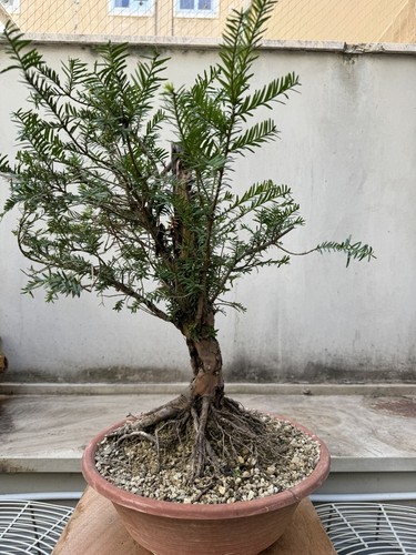 Tax bonsai chuhin - bonsai,