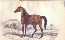 CAVALLO INGLESE,  di  JARDINE