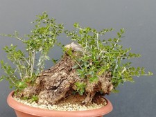 Bonsai Olivastro 30x30cm In