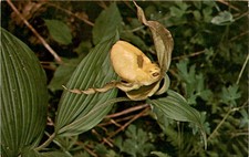 Orchidea pantofola da donna