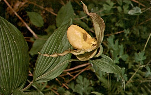 Orchidea pantofola donna - orchidea,