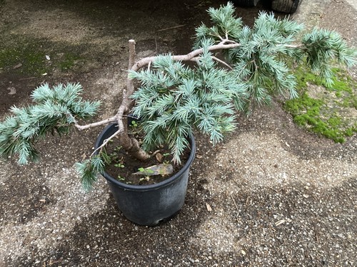 Bonsai pre cedro - -,