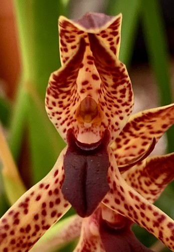 Maxillaria meleagris species - meleagris,