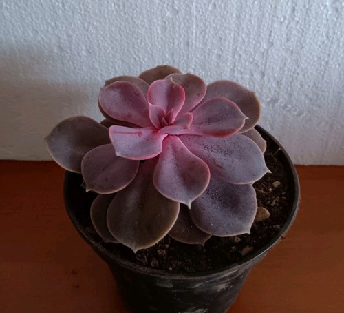 Echeveria perla norimberga - di,