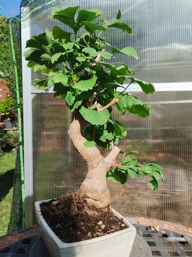 Bonsai ginkgo biloba kifu - ginkgo,