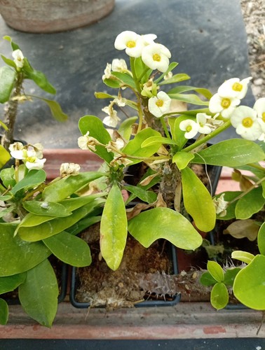 Rare euphorbia milii yellow - euphorbia,