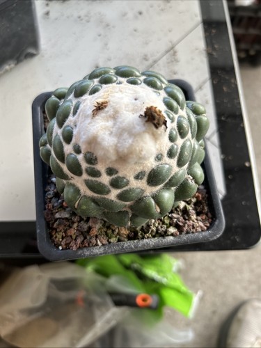 Vendita raro cactus - vendita,