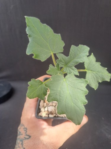 Uncarina roeoesliana