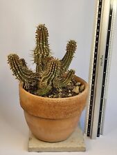 Euphorbia phillipsioides - vaso/pot 12cm ??