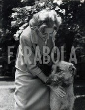 Foto vintage Animali, levriero irlandese, mostra, 1959,  stampa 21 x 27 cm