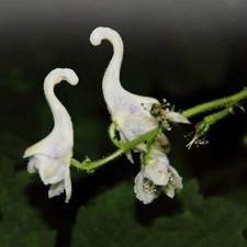 10 semi ORCHIDEA ANATRA BIANCA