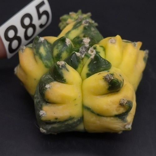 885 astrophytum myriostigma - 885!,