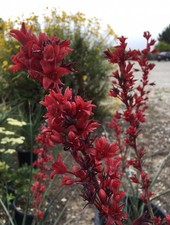 HESPERALOE PARVIFLORA - Yucca Rossa Grande (9 L)- FOTO REALI