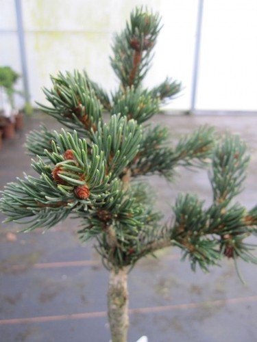 Picea pungens lucky strike - strike,