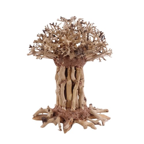 Bonsai sequoia albero xl - bonsai,