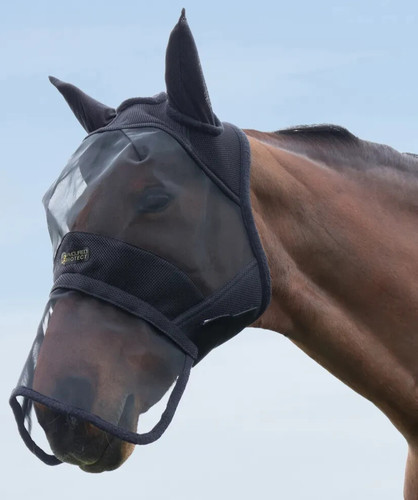 Equestrian corazzata - hy,