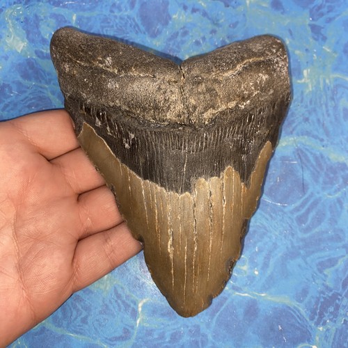 Megalodonte dente squalo - dente, di